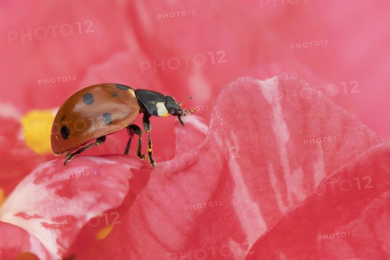 Seven-spot ladybird (Coccinella septempunctata) adult insect on a pink garden Camellia flower in springtime, Suffolk, England United Kingdom