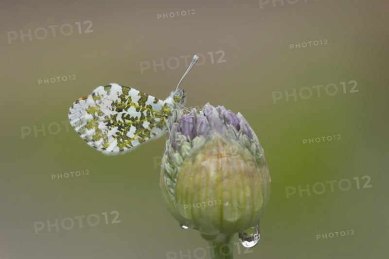 Orange tip (Anthocharis cardamines) butterfly resting on a garden Allium flower head in the springtime, Suffolk, England, United Kingdom, Europe