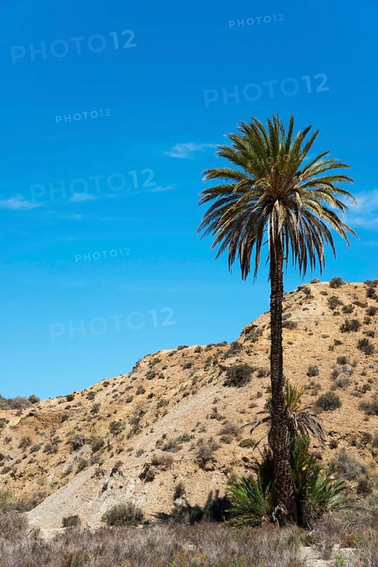 Single palm tree in a dry desert landscape under a clear blue sky, Oasis de Lawrence de Arabia, Oasis, Desert Tabernas, Desierto de Tabernas, Tabernas, Almeria, Andalusia, Spain, Europe