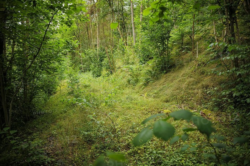 View of the overgrown route of the former Höllental railway in the Höllental nature reserve between Thuringia and Franconia. Lichtenberg, 21.07.2024