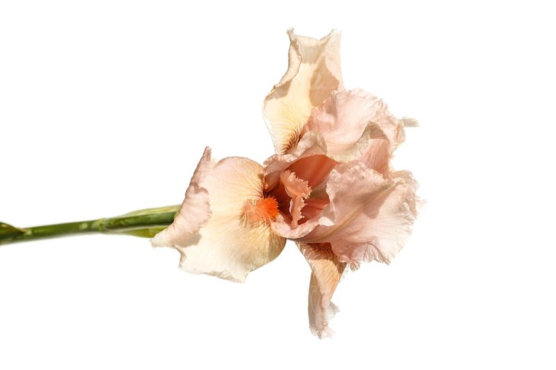 Beautiful multicolored iris flower isolated in white. Close up