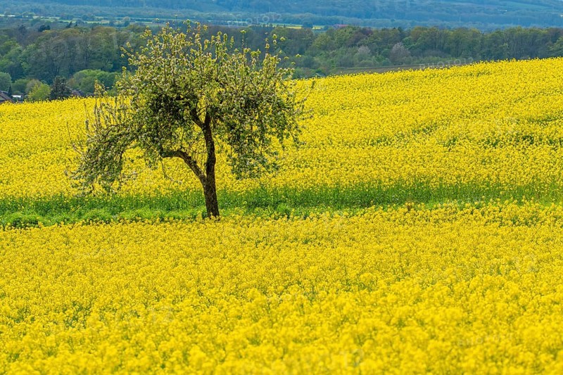 Blossoming apple tree in rape field Rinteln Germany