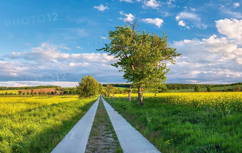 A dead straight country lane leads through rape fields in bloom in the evening light, Burgenlandkreis, Saxony-Anhalt, Germany, Europe