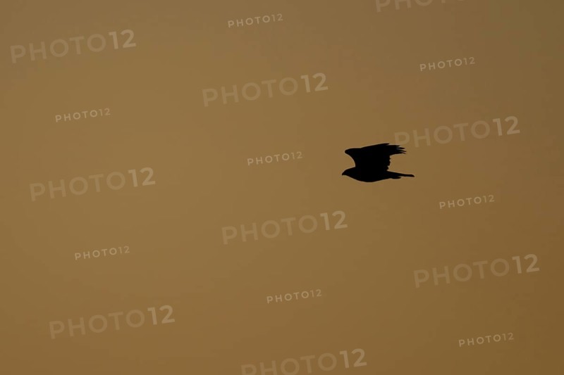 Common buzzard (Buteo buteo) silhouette of a adult bird in flight at sunset, Suffolk, England, United Kingdom, Europe