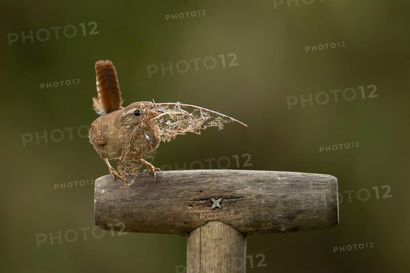 Eurasian wren (Troglodytes troglodytes) adult bird with nesting material in its beak on a garden fork handle, Suffolk, England, United Kingdom, Europe