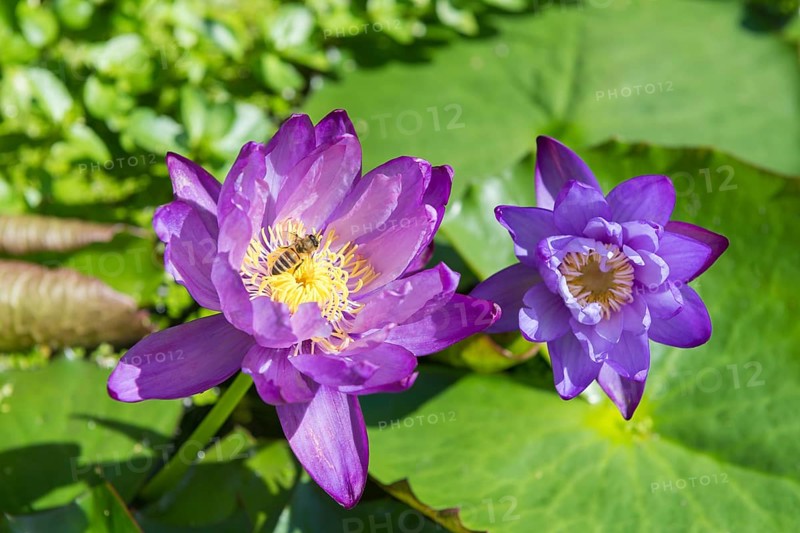 Blue-purple coloured tropical water lily, Gigantea Dark Purple, honey bee (Apis mellifera) Baden-Württemberg, Germany, Europe