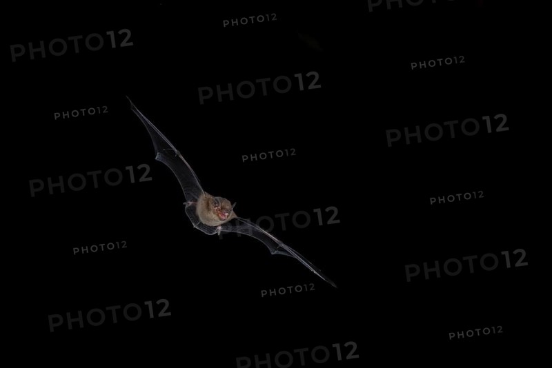 Common pipistrelle (Pipistrellus pipistrellus) hunting for insects at night, Brandenburg, Germany, Europe