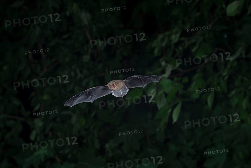 Common pipistrelle (Pipistrellus pipistrellus) hunting insects in front of deciduous forest, Brandenburg, Germany, Europe