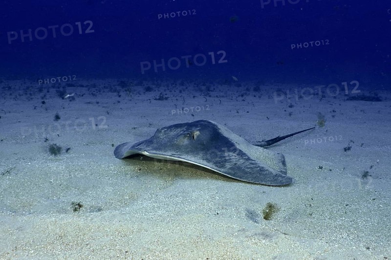 A round stingray (Taeniura grabata) rests on a sandy seabed in deeper water. Dive site Los Champignones, Las Galletas, Tenerife, Canary Islands, Spain, Europe