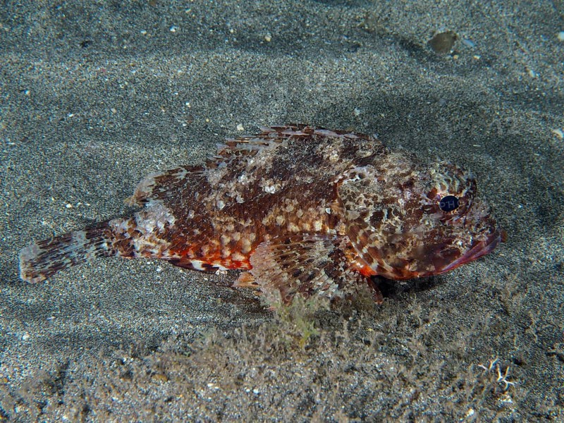 A Black scorpionfish (Scorpaena porcus) lies on the lava sand of the sea at night. Dive site Playa, Los Cristianos, Tenerife, Canary Islands, Spain, Europe