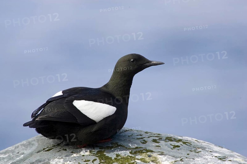 Resting black guillemot, (Cepphus grylle), resting on rocks, Europe, Norway, Varanger, alcids, Varanger, Norway, Europe