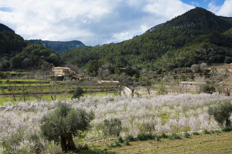 Flowering almond tree (Prunus dulcis), near Valdemossa, Serra de Tramuntana, Majorca, Balearic Islands, Spain, Europe