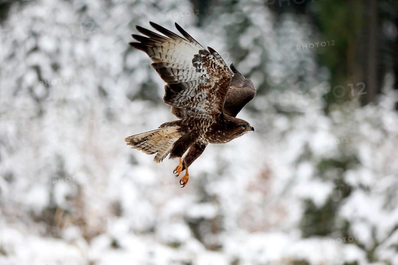 Common buzzard (Buteo buteo), adult in winter, flying, in the snow, Zdarske Vrchy, Bohemian-Moravian Highlands, Czech Republic, Europe