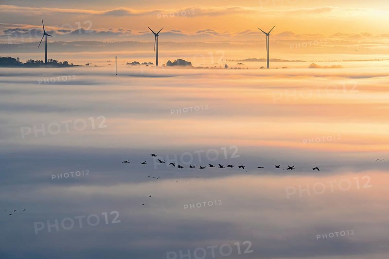 Flock of cranes (Grus grus) flying above the fog with wind turbines in the background on a beautiful autumn morning