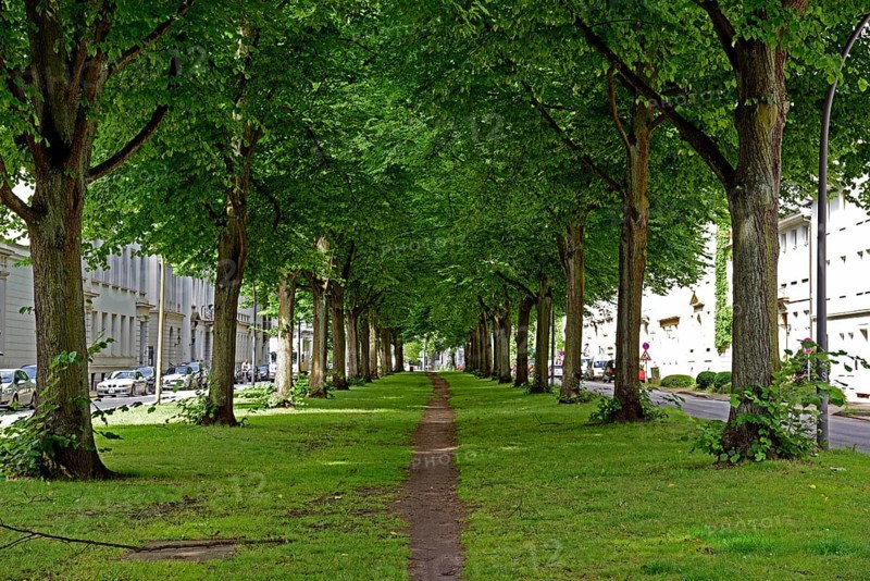 Europe, Germany, Hanseatic City of Hamburg, Altona district, Palmaille, footpath between the trees, avenue with lime trees, old town, historic boulevard, Europe