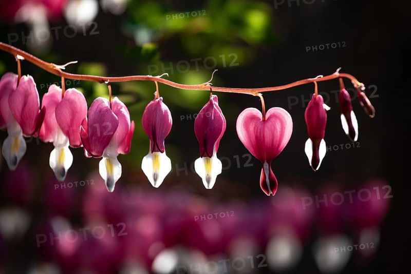 Flaming Heart, Mary's Heart, Lamprocapnos spectabilis, close-up, Bavaria, Germany, Europe