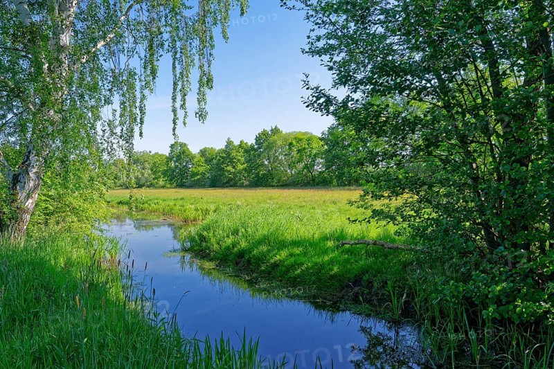 Dannefeld moor ditch on the Kahnstieg in the UNESCO Drömling Biosphere Reserve. Dannefeld, Hanseatic town of Gardelegen in the Altmark, Saxony-Anhalt, Germany, Europe