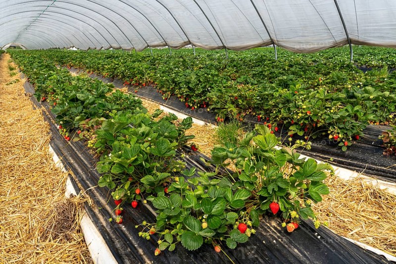 Harvest of strawberries, strawberry cultivation in the open, under a foil tunnel, young strawberry plants growing, in different stages of ripeness, near Dormagen, Rhineland, North Rhine-Westphalia, Germany, Europe
