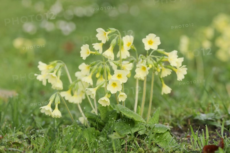 True oxlip (Primula elatior) in spring, North Rhine-Westphalia, Germany, Europe