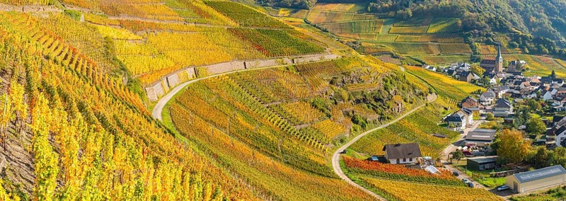 Vineyards in autumn, Mayschoß, Ahr valley, red wine of the Pinot Noir and Portugieser grape is grown here, red wine growing region, Eifel, Rhineland-Palatinate, Germany, Europe