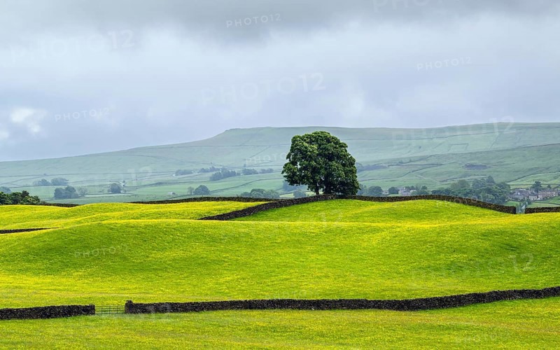 Farms in Yorkshire Dales National Park, North Yorkshire, England, United Kingdom, Europe