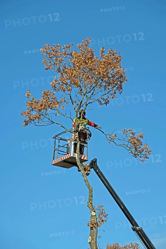 Europe, Germany, Niederschsen, Stade district, tree felling, Europe