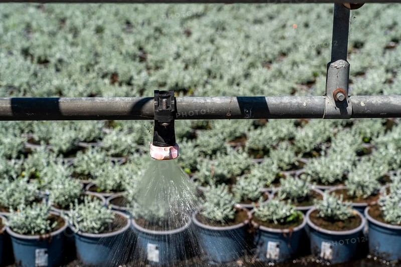 Horticultural business, irrigation with a sprinkler system, mobile on wheels in the open air, various types of potted plants grow here to be sold in flower shops, supermarkets, DIY stores, garden centres, North Rhine-Westphalia, Germany, Europe