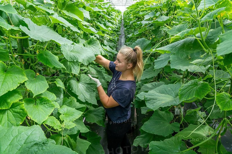 Cultivation of mini cucumbers, snack cucumbers, in a greenhouse, near Straelen, North Rhine-Westphalia, Germany, Harvesting of mini cucumbers, snack cucumbers, in a greenhouse, near Straelen, North Rhine-Westphalia, Germany, Europe