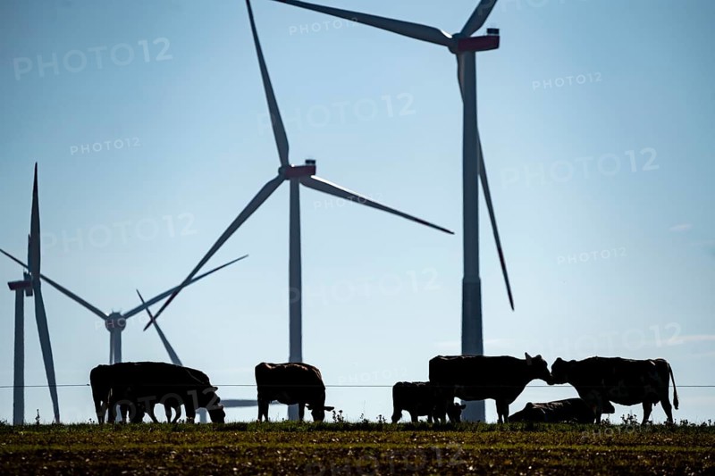 Cows on a pasture, wind farm near Bad Wünneberg, East Westphalia Lippe, North Rhine-Westphalia, Germany, Europe