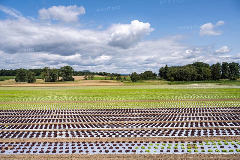 Young lettuce growing in a field, lettuce cultivation, vegetable cultivation, cultivation of lettuce seedlings, open-air cultivation with the use of plastic film that prevents the soil from drying out, accelerates growth, keeps weeds and pests away, Hegau, Baden-Württemberg, Germany, Europe