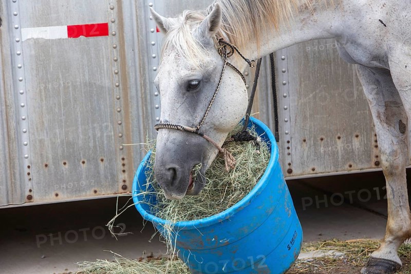 Oklahoma City, Oklahoma, A horse feeds from a bucket at the Great Plains Rodeo, an annual gay rodeo that features traditional rodeo competition while emphasizing the camaraderie of the LGBTQ community