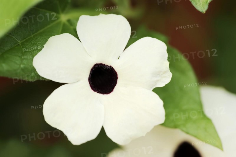 Black-eyed susan vine (Thunbergia alata), flower, ornamental plant, North Rhine-Westphalia, Germany, Europe