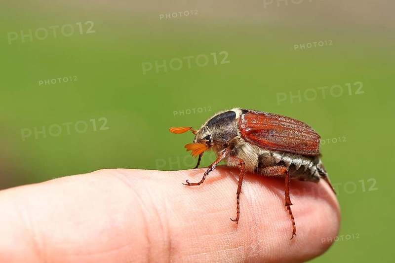 Northern cockchafer (Melolontha hippocastani), male, on a finger, Wilnsdorf, North Rhine-Westphalia, Germany, Europe