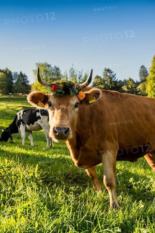 Cow decorated with flowers, cattle drive, Münstertal, Southern Black Forest, Black Forest, Baden-Württemberg, Germany, Europe