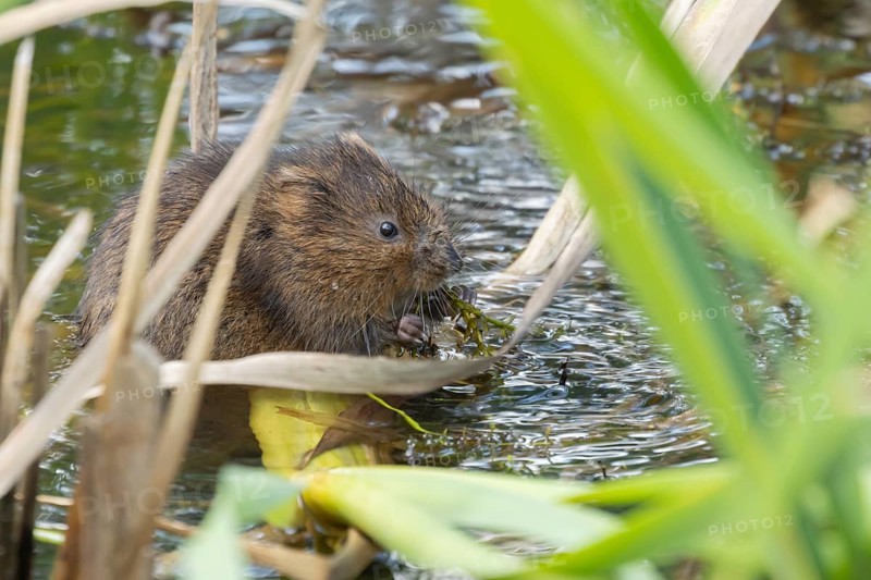 Water vole (Arvicola amphibius) adult animal eating pond weed in a lake in the summer, Suffolk, England, United Kingdom, Europe