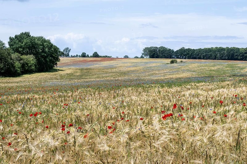 Poppy flower (Papaver Rhoeas) and cornflower (Centaurea cyanea), Mecklenburg-Vorpommern, Germany, Europe