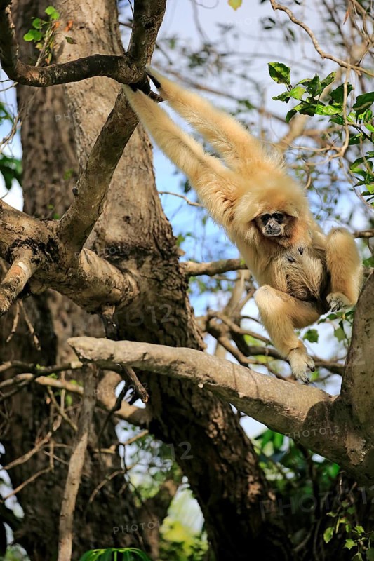 White-handed gibbon, Lar (Hylobates lar), adult female on tree, locomotion, brachiation, swinging shimmy