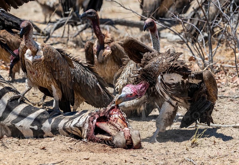 Nubian vulture (Torgos tracheliotos) and white-backed vulture (Gyps africanus) feeding on the carcass of a dead plains zebra (Equus quagga), Etosha National Park, Namibia, Africa