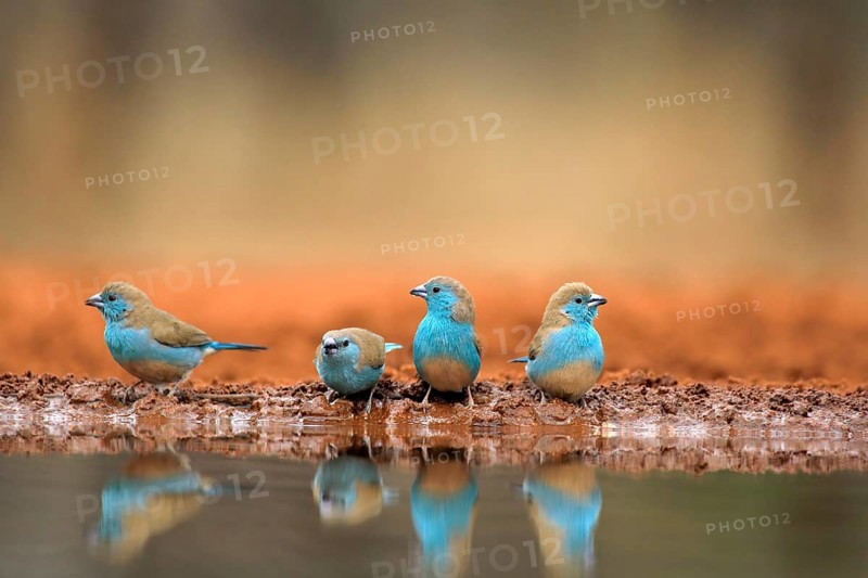 Blue-winged Oriole (Uraeginthus angolensis), Angola Butterfly Finch, adult, at the water, group, drinking, Kruger National Park, Kruger National Park, Krugerpark, South Africa, Africa