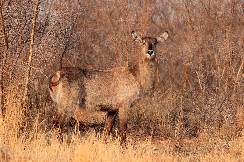 Ellipsen waterbuck (Kobus ellipsiprymnus), adult, female, foraging, vigilant, Kruger National Park, Kruger National Park, Krugerpark, South Africa, Africa