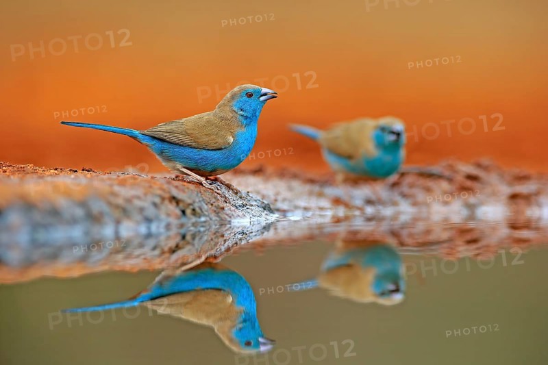 Blue-winged Oriole (Uraeginthus angolensis), Angola Butterfly Finch, adult, two birds, at the water, Kruger National Park, Kruger National Park, Krugerpark, South Africa, Africa