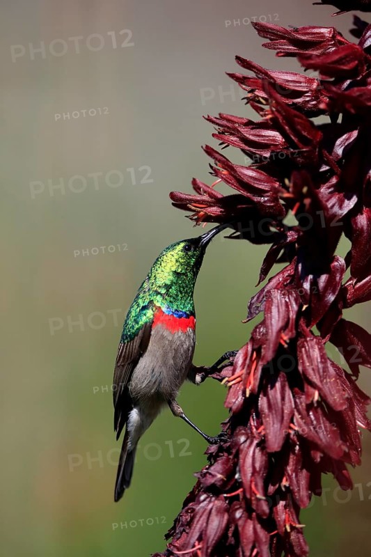 Cape Sunbird (Cinnyris chalybeus), adult, foraging, feeding, on giant honey flower (Melianthus major), Kirstenbosch Botanic Gardens, Cape Town, South Africa, Africa