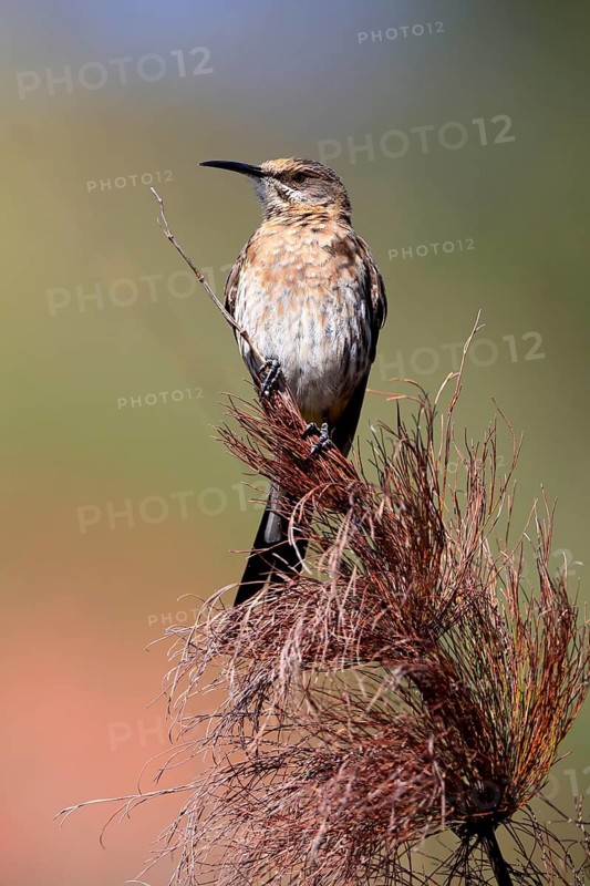 Cape Honeybird (Promerops cafer), adult, female, perch, Kirstenbosch Botanical Gardens, Cape Town, South Africa, Africa