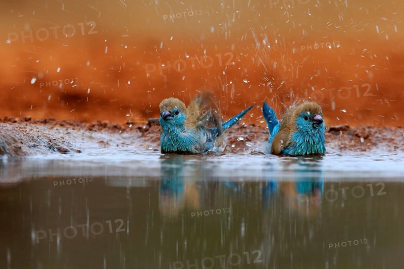 Angolan butterfly finch (Uraeginthus angolensis), blue-eared butterfly finch, adult, two birds, at the water, bathing, Kruger National Park, Kruger National Park, Krugerpark, South Africa, Africa