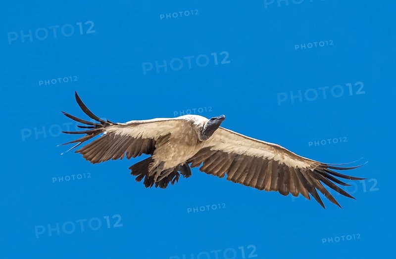 Cape griffon (Gyps coprotheres) in flight against a blue sky, Etosha National Park, Namibia, Africa