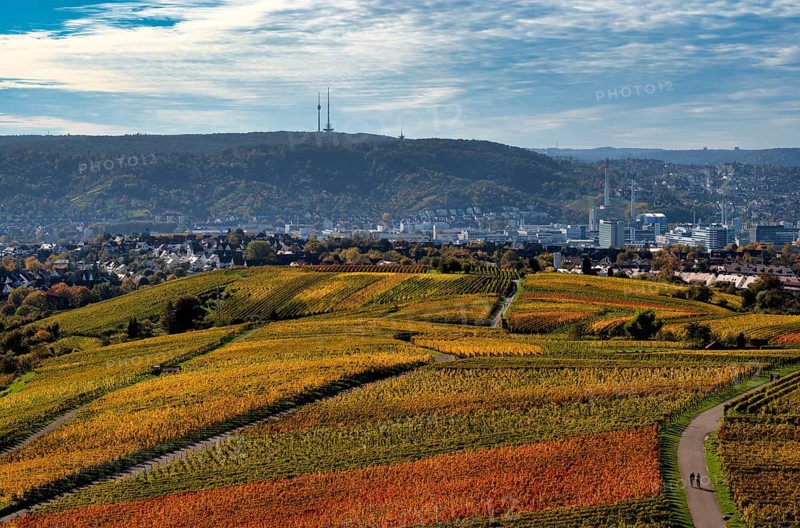 View of Daimler corporate headquarters, Mercedes-Benz plant Untertürkheim, television tower, radio tower, over vineyard, vines, grapevines, vine cultivation, autumn colouring, autumn, Kappelberg, Fellbach, Waiblingen, Baden-Württemberg, Germany, Europe