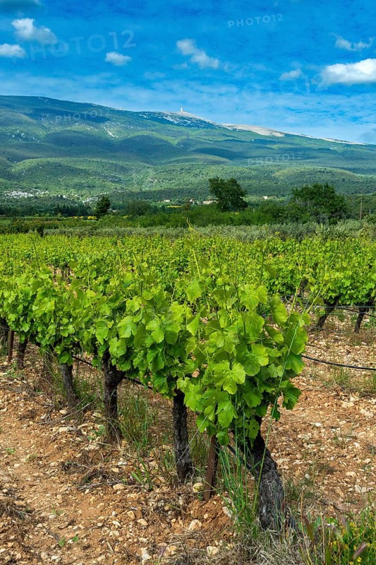 AOC Ventoux vineyard towards Flassan village, in the background Mont Ventoux, Vaucluse, Provence-Côte d'Azur, France, Europe