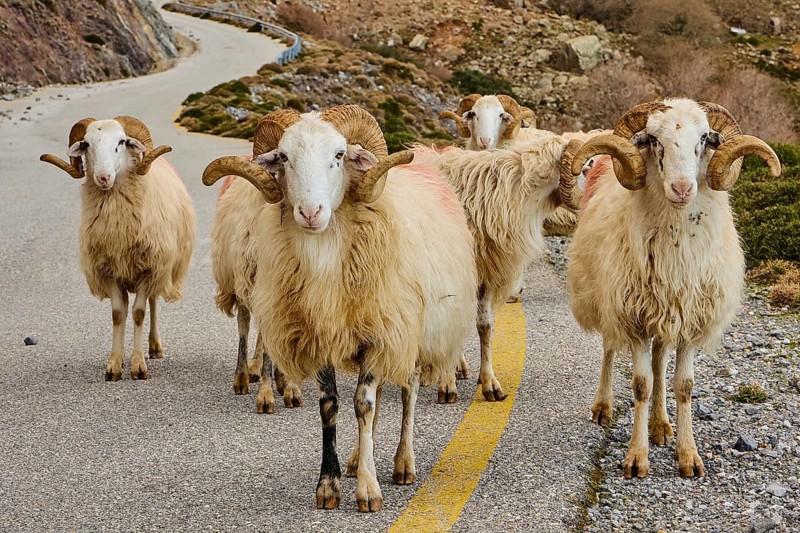 Five sheep walking side by side along the road in a mountainous, rural setting, near the Kallikratis Gorge, Lefka Ori, White Mountains, Massif, West, Crete, Greece, Europe