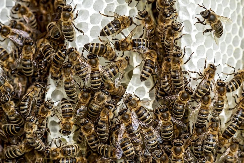 Bee colony, many bees, Western or European honey bee (Apis mellifera), wild construction of natural honeycomb outside of beehive, beeswax, fresh, white, honeycomb, Nidda, Wetterau, Hesse, Germany, Europe