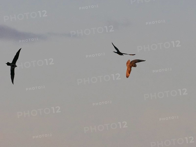 Arctic Skua (Stercorarius parasiticus), breeding pair chasing short-eared Owl, (Asio flammeus), which has entered the air-space over their breeding territory, at midnight, May, Varangerfjord, Norway, Europe